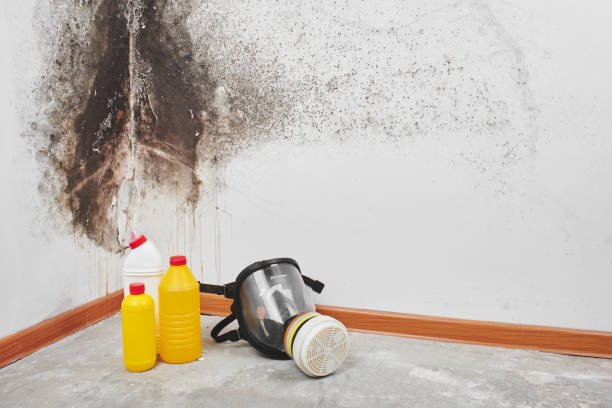 Best Mold Inspection  in Clio, MI