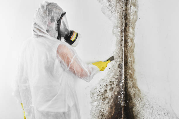 Best Mold Testing  in Clio, MI