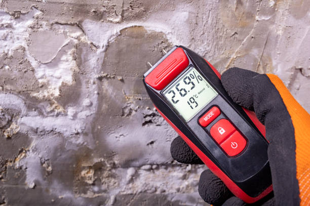 Best Same-Day Mold Removal  in Clio, MI