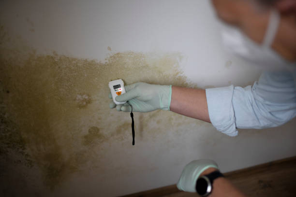 Best Residential Mold Removal  in Clio, MI