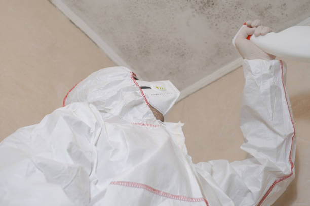 Best Mold Cleaning Services  in Clio, MI