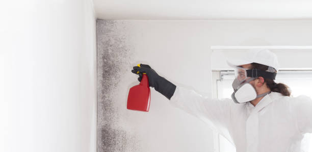 Best Home Mold Removal  in Clio, MI