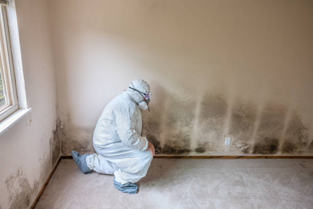 Best Local Mold Removal Service  in Clio, MI