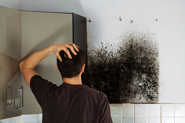Best Mold Damage Repair  in Clio, MI