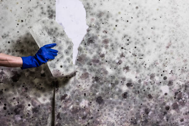 Attic Mold Removal in Clio, MI