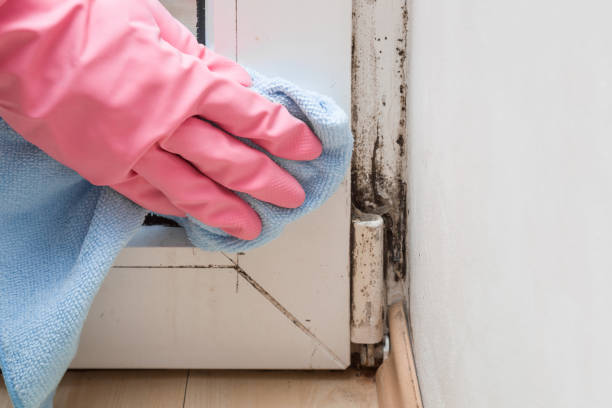 Best Emergency Mold Removal  in Clio, MI