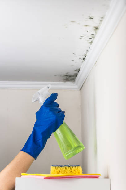 Trusted Clio, MI Mold Removal Experts